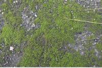 Photo Texture of Moss 0002